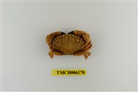 藏品(肉球皺蟹)的圖片